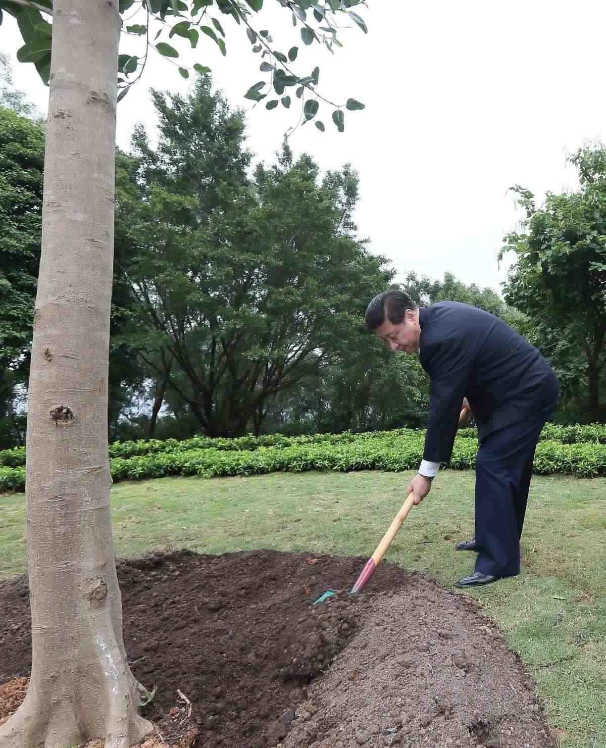 2012年12月8日，習(xí)近平在深圳蓮花山公園種下一棵高山榕樹。