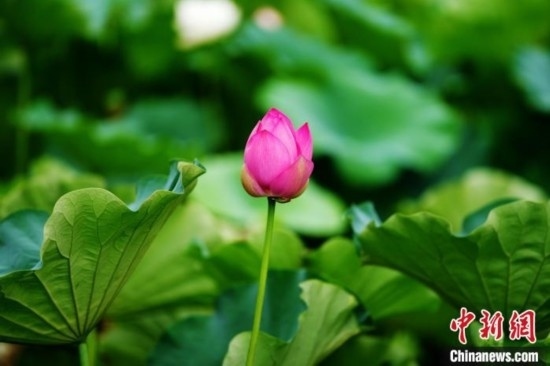 6月19日，時值一年畢業(yè)季，四川大學(xué)望江校區(qū)荷花池里的荷花盛開，成為了畢業(yè)生們的打卡圣地，吸引了眾多畢業(yè)生拍照留念。圖為含苞待放的荷花。中新社記者 安源 攝