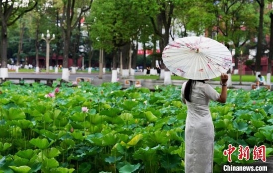 6月19日，時值一年畢業(yè)季，四川大學(xué)望江校區(qū)荷花池里的荷花盛開，成為了畢業(yè)生們的打卡圣地，吸引了眾多畢業(yè)生拍照留念。圖為畢業(yè)生在荷花池邊拍照留念。中新社記者 安源 攝