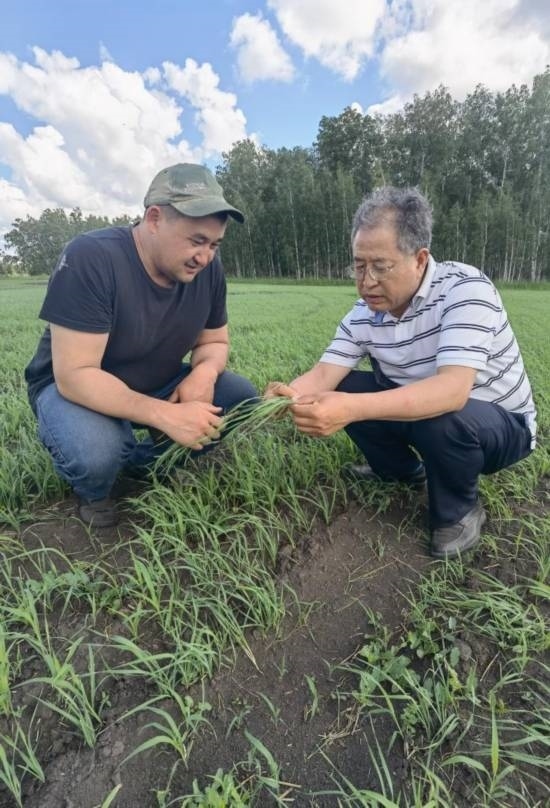 6月21日，西北農(nóng)林科技大學張正茂教授（右）在哈薩克斯坦北哈州農(nóng)業(yè)科技示范園與當?shù)貙＜艺{(diào)查小麥苗情。新華社發(fā)（受訪者供圖）