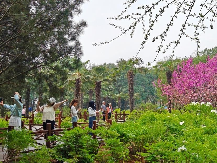 在河南省洛陽市中國國花園，游客漫步花海、自拍留念。人民網(wǎng) 王雅蝶攝
