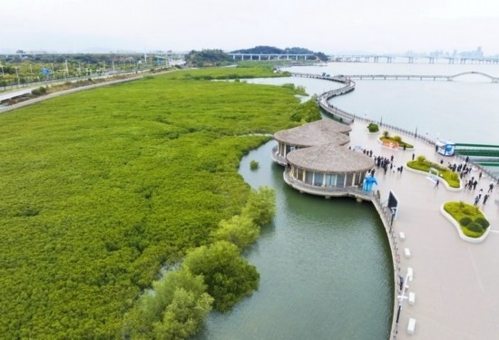 2024年1月23日拍攝的廈門市翔安區(qū)下潭尾紅樹林公園（無人機(jī)照片）。新華社記者 林善傳 攝