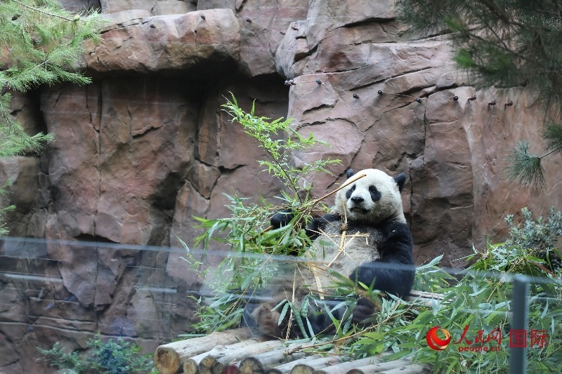 2、“云川”和“鑫寶”落戶圣迭戈動(dòng)物園，開啟了新一輪中美大熊貓保護(hù)合作。 人民網(wǎng)記者 李志偉攝 (1)