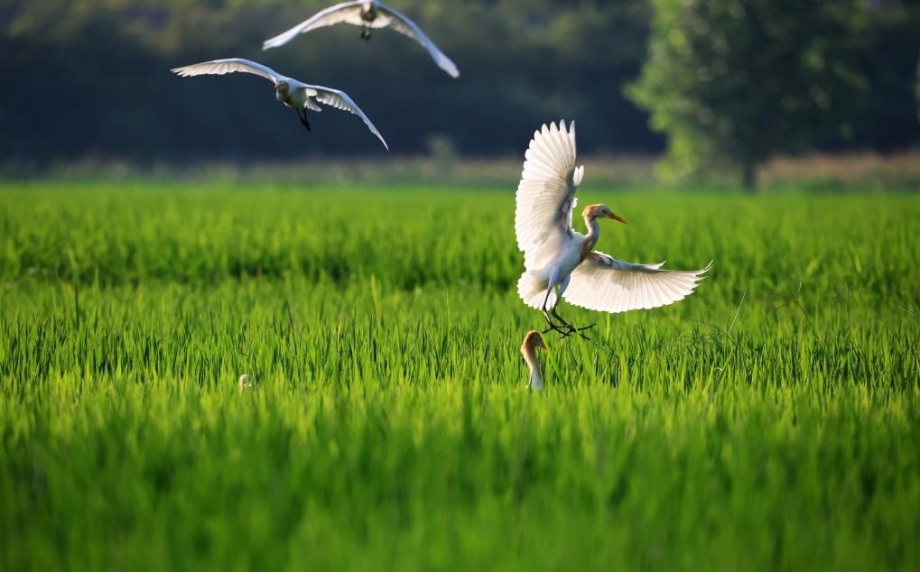 2023年8月7日，鷺鳥在山東省臨沂市郯城縣郯城街道水稻田間飛舞。新華社發(fā)（張春雷 攝）
