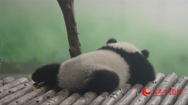 成都大熊貓繁育研究基地的熊貓。人民網(wǎng)記者 張榮攝