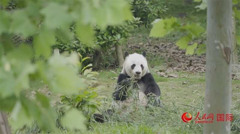 成都大熊貓繁育研究基地的熊貓。人民網(wǎng)記者 張榮攝