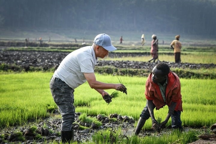 2024年8月14日，在盧旺達(dá)南方省胡耶區(qū)的中國援盧旺達(dá)農(nóng)業(yè)技術(shù)示范中心，水稻專家鄭瑞金（左）在稻田里指導(dǎo)當(dāng)?shù)氐巨r(nóng)進(jìn)行秧苗移栽。新華社記者 韓旭 攝