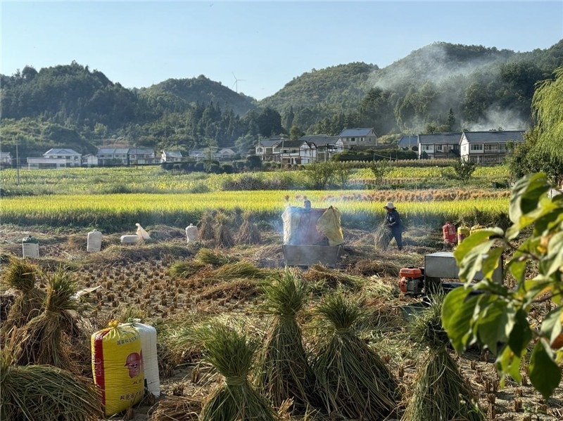 “豐收”是秋天的關(guān)鍵詞，田間煙火氣，最撫凡人心。打谷機(jī)、蛇皮袋、抱稻禾、捆秸稈……這是鄉(xiāng)土中國(guó)廣大農(nóng)村收割稻谷的經(jīng)典場(chǎng)景，也是不少干過農(nóng)活的人的獨(dú)家記憶。告別了打谷機(jī)，擁抱機(jī)械化，改變的是生產(chǎn)工具，不變的是三農(nóng)情懷。農(nóng)為邦本，本固邦寧，每一個(gè)親吻土地、珍惜糧食的日子都值得被尊敬，被緬懷，被憧憬。考察團(tuán)中的謝里克·科爾茹姆巴耶夫是《哈薩克斯坦實(shí)業(yè)報(bào)》的總編輯，也是一位“生活觀察家”，田間里揮汗收割的村民引起了他的興趣，他感嘆道：人們勞作的過程總是令人賞心悅目。這就是中外共鳴的“鄉(xiāng)愁”吧。 （烏茲別克斯坦《人民言論報(bào)》副總編輯魯斯蘭·肯扎耶夫攝）