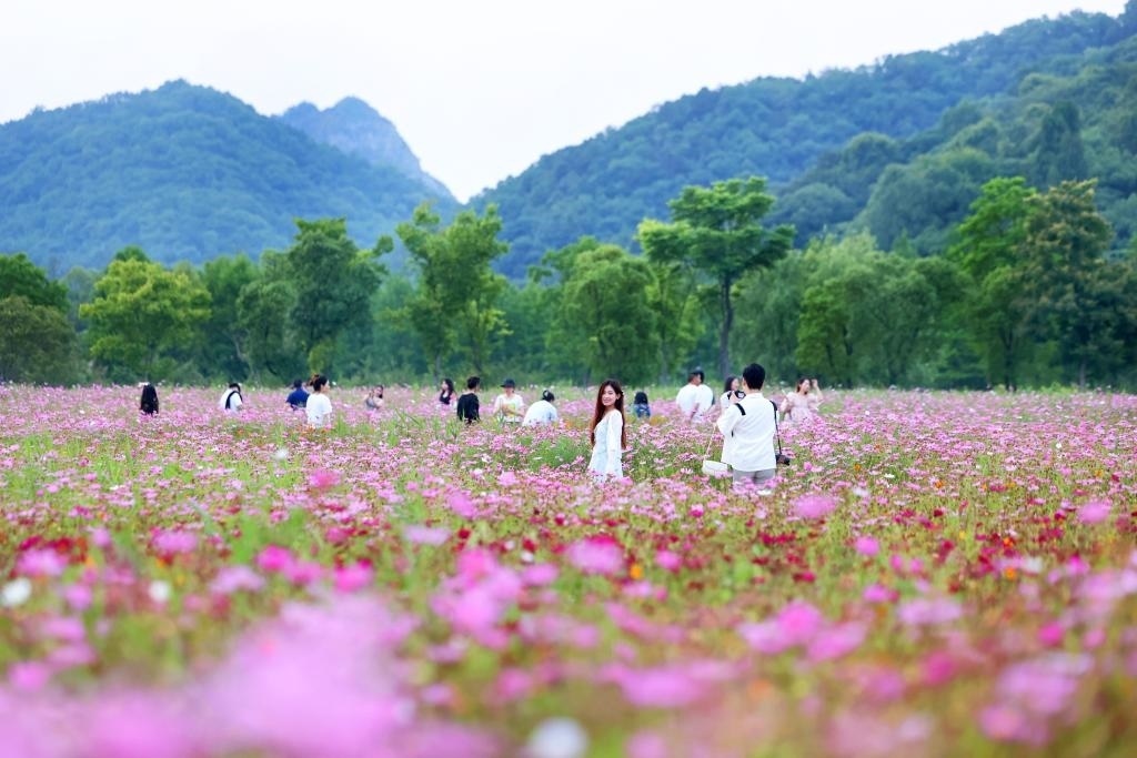 6月8日，游人在浙江省杭州市西湖區(qū)雙浦鎮(zhèn)銅鑒湖畔的花海中游覽。新華社發(fā)（周方玲 攝）