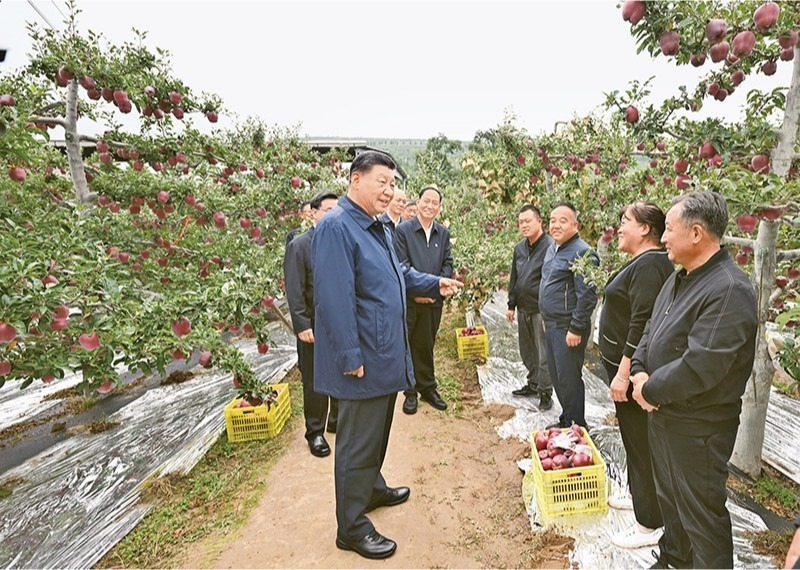 2024年9月10日至13日，中共中央總書記、國家主席、中央軍委主席習(xí)近平在甘肅考察。這是11日上午，習(xí)近平在天水市麥積區(qū)南山花牛蘋果基地考察時，走進(jìn)果林了解相關(guān)種植、技術(shù)和管理情況。 新華社記者 謝環(huán)馳/攝