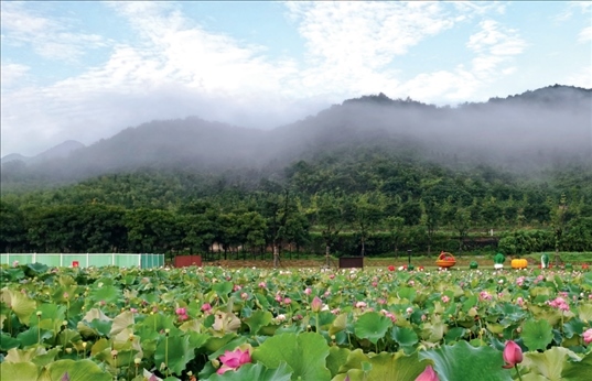 余村荷花池景色秀美。