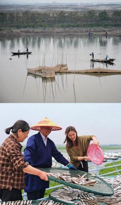 拼版圖片：圖為2017年和2024年洞庭湖區(qū)百姓生活之變。2017年洞庭湖漁民湖上捕魚，2024年，轉(zhuǎn)產(chǎn)上岸后的熊玉蘭一家在晾曬風(fēng)干魚。攝影：嚴(yán)春芳 張峰庭 制作：賈稀荃