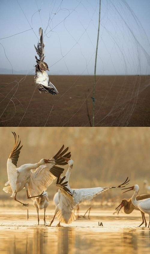 拼版圖片：圖為2011年和2023年鄱陽(yáng)湖區(qū)的變化，曾經(jīng)湖區(qū)內(nèi)分布有捕鳥網(wǎng)，如今人與自然和諧共生的理念深入人心。攝影：傅建斌 周海燕 制作：賈稀荃