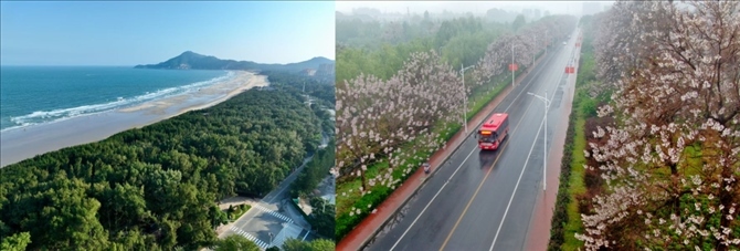 拼版照片：左圖為位于東山縣金鑾灣沿岸的木麻黃防護(hù)林帶（無人機照片，新華社記者 姜克紅 攝）；右圖為2021年4月20日在蘭考縣焦裕祿干部學(xué)院附近拍攝的泡桐花（無人機照片，新華社記者 郝源 攝）。