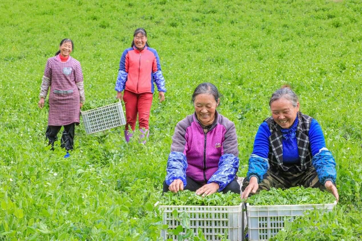 在四川省阿壩藏族羌族自治州馬爾康市馬爾康鎮(zhèn)納足村，當季蔬菜喜獲豐收，群眾正在忙著采收、裝箱供應(yīng)市場。來源：人民圖片