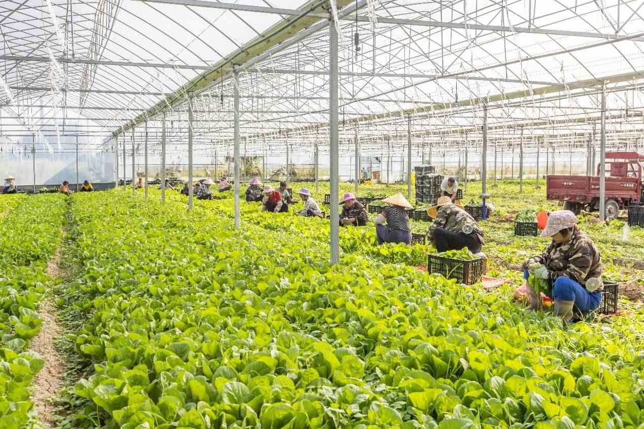 2024年10月8日，在廣西梧州市蒙山縣文圩鎮(zhèn)大明村一個大棚蔬菜基地內(nèi)，民工在采摘、包裝包心菜，準備運銷外地。來源：人民圖片