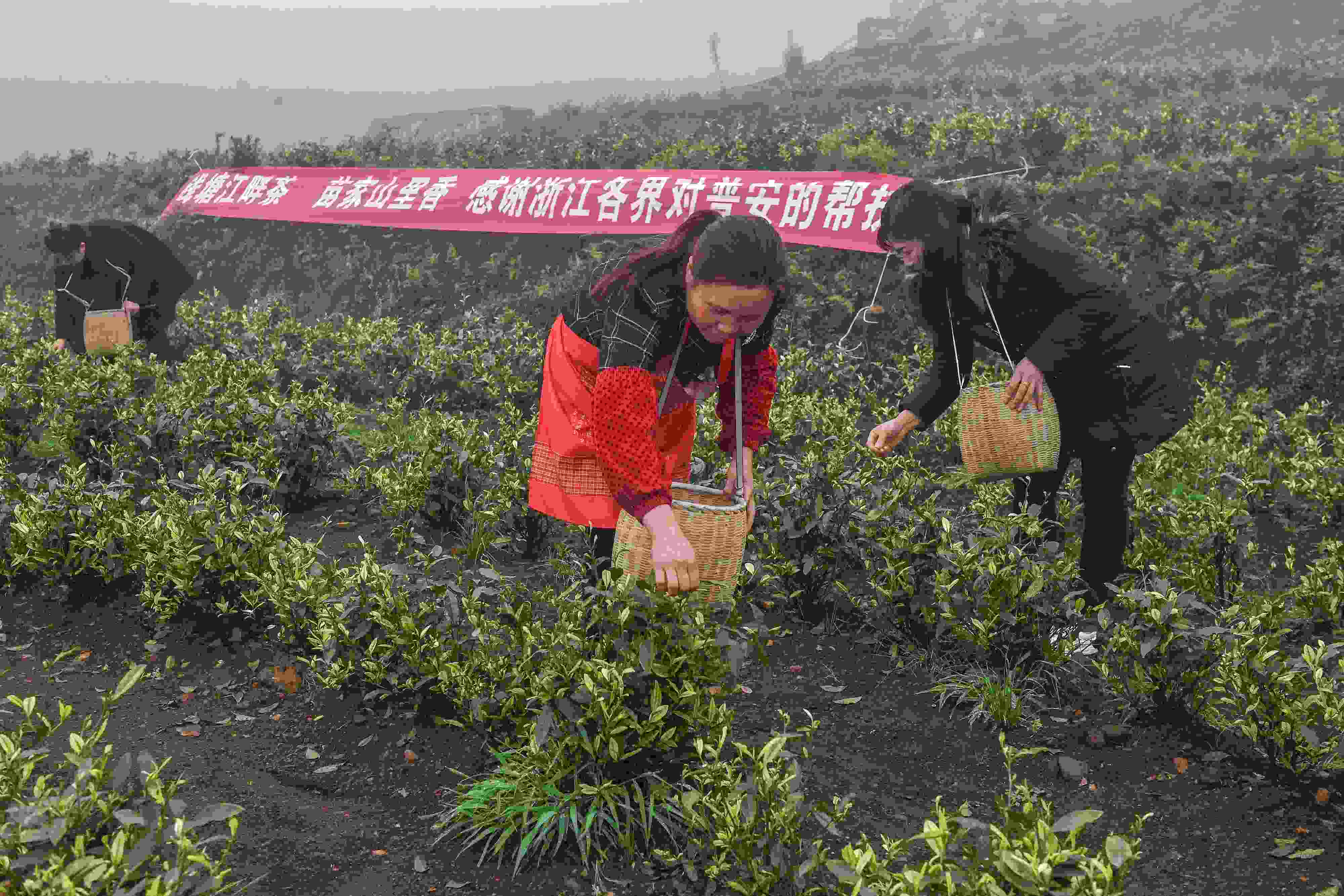 2021年4月14日，工人在貴州省黔西南州普安縣地瓜鎮(zhèn)屯上村“白葉一號”感恩茶園采茶。這片茶園由浙江省安吉縣捐贈。