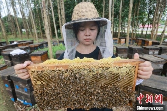 吳素英查看蜂蜜產(chǎn)蜜情況。湯曉逵 攝