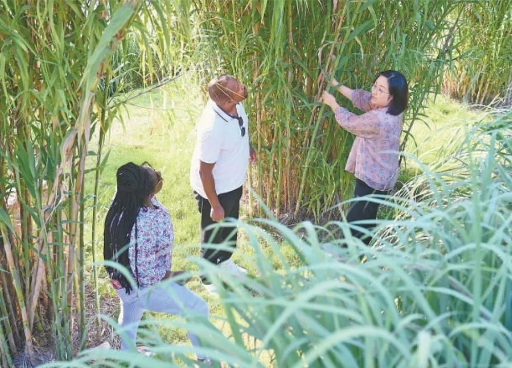 福建農(nóng)林大學(xué)國(guó)際菌草工程技術(shù)研究中心工作人員（右）在向盧旺達(dá)留學(xué)生介紹菌草品種“綠洲1號(hào)”蘆竹的生長(zhǎng)情況。新華社記者 林善傳 攝