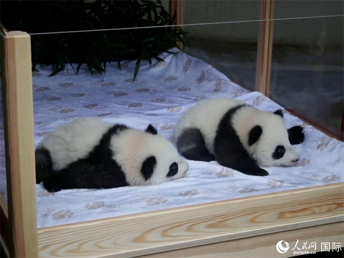 柏林動(dòng)物園的明星“夢(mèng)好”與“夢(mèng)甜”。人民網(wǎng) 肖晶攝