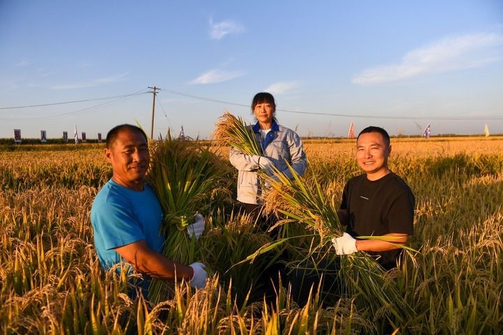 2024年9月20日，在位于吉林省永吉縣萬(wàn)昌鎮(zhèn)的永吉縣禾谷豐水稻種植農(nóng)民專業(yè)合作社，負(fù)責(zé)人張帥（右一）和兩位農(nóng)民手捧收獲的水稻。新華社記者 張楠 攝