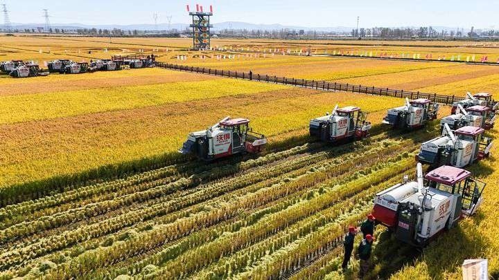 2024年9月22日，在黑龍江省重要糧食產(chǎn)區(qū)哈爾濱市方正縣的稻田中，農(nóng)機(jī)開(kāi)啟“黑龍江秋收第一鐮”作業(yè)（無(wú)人機(jī)照片）。新華社記者 王松 攝