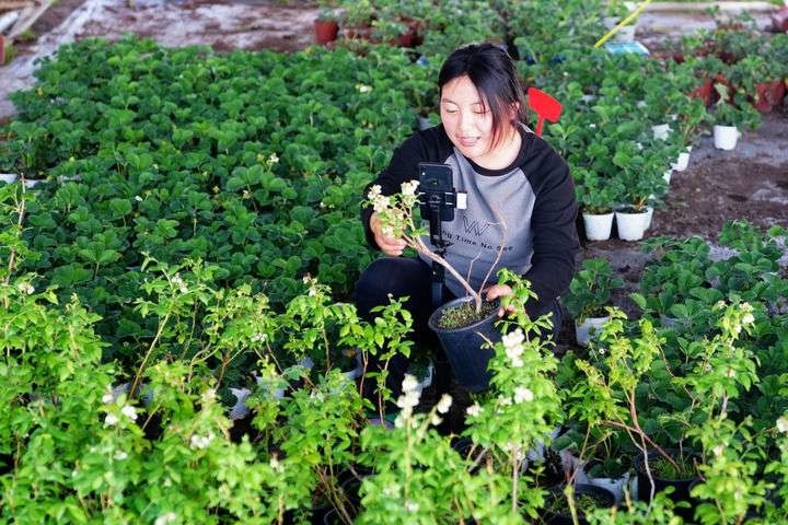 2024年4月27日，在山東省惠民縣姜樓鎮(zhèn)立冉果蔬種植合作社，工作人員在直播賣藍(lán)莓苗。新華社記者 郭緒雷 攝