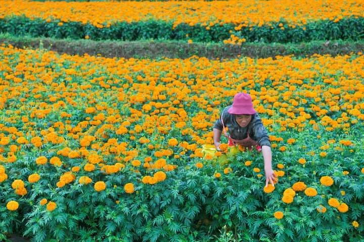 2024年7月30日，村民在貴州省威寧縣雙龍鎮(zhèn)高坡村采摘萬(wàn)壽菊。新華社記者 楊文斌 攝