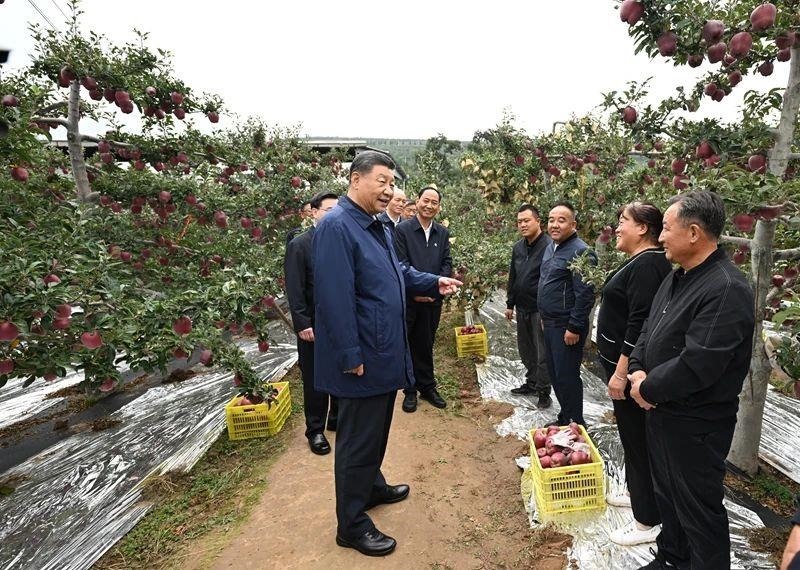 △2024年9月11日，習近平總書記在甘肅天水市麥積區(qū)南山花牛蘋果基地考察時，走進果林了解相關種植、技術和管理情況。