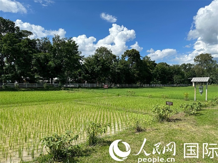 泰國沙功那空省水稻種植示范基地。人民網(wǎng)記者 簡承淵攝
