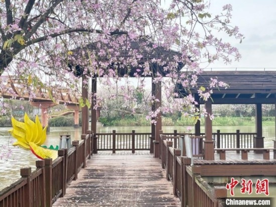 3月7日，廣州海珠國家濕地公園宮粉紫荊花海吸引游人。中新社記者 許青青 攝