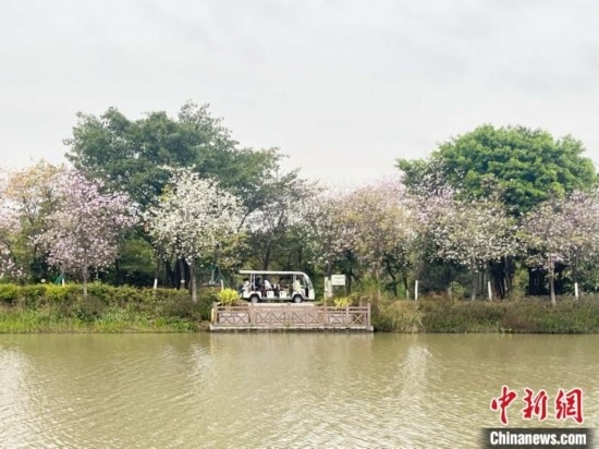 3月7日，廣州海珠國家濕地公園宮粉紫荊花海吸引游人。中新社記者 許青青 攝