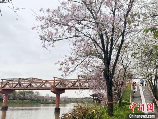 3月7日，廣州海珠國家濕地公園宮粉紫荊花海吸引游人。中新社記者 許青青 攝