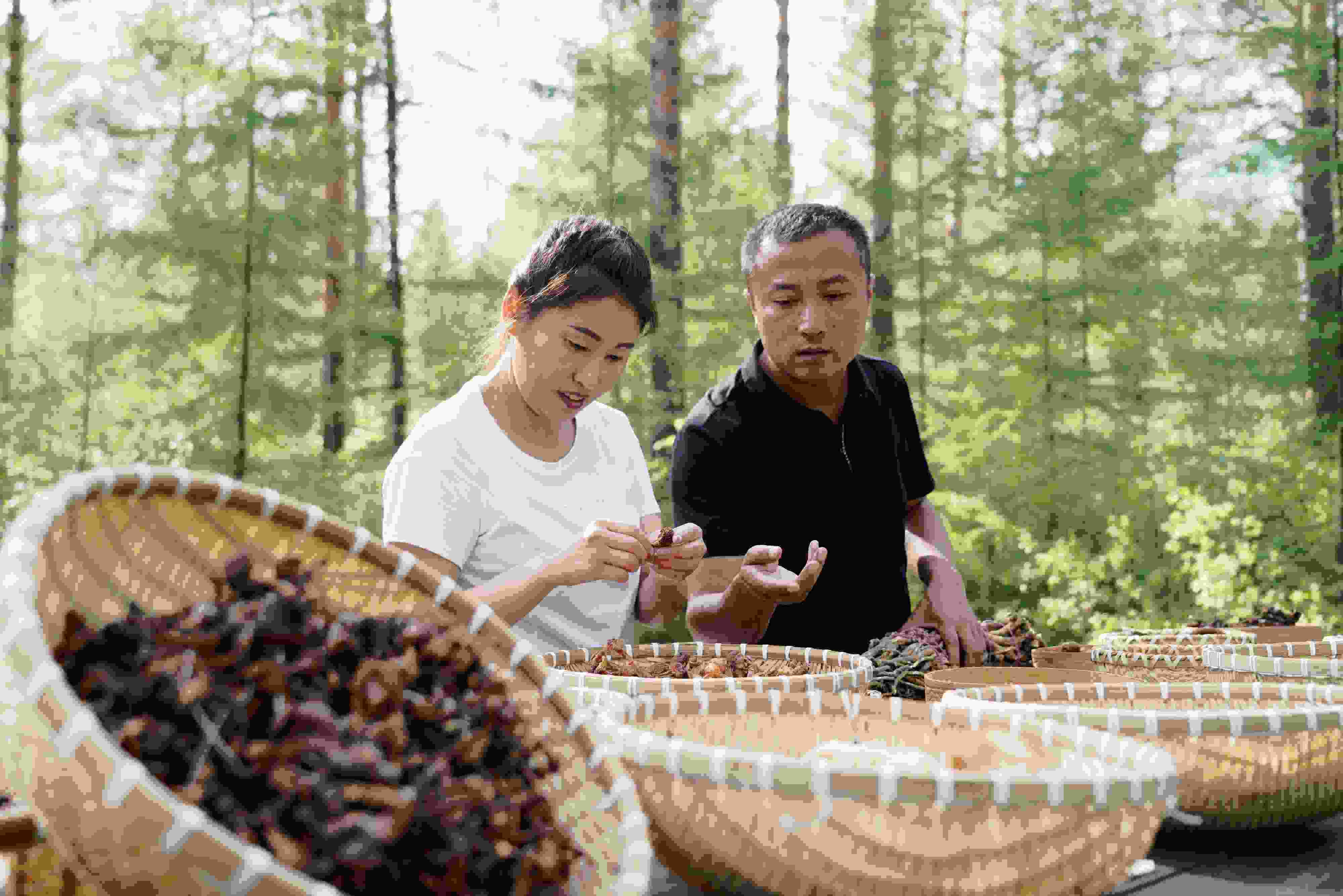 2024年8月6日，黑龍江漠河林場(chǎng)員工正在分揀采集來的林下產(chǎn)品。