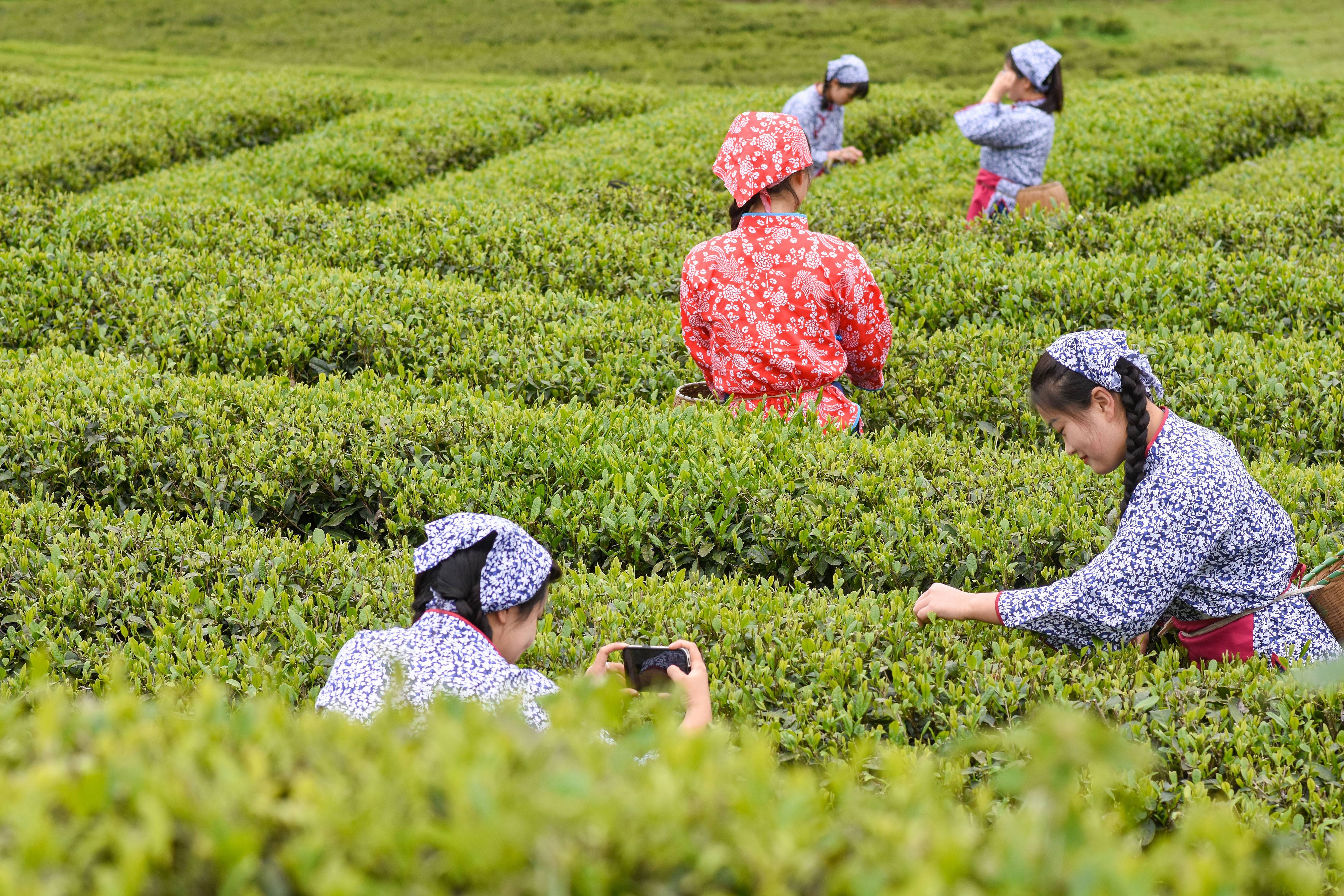 2023年4月6日，游客在貴州省銅仁市江口縣怒溪鎮(zhèn)駱象村生態(tài)茶園體驗(yàn)采茶樂(lè)趣。