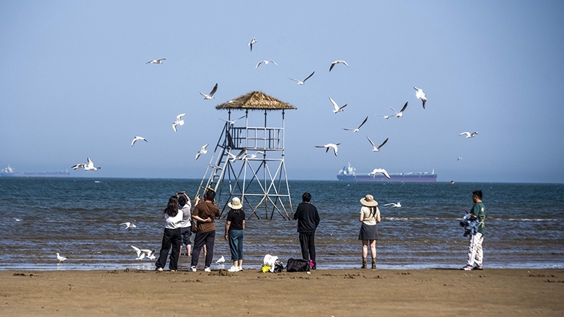 2024年5月12日，河北秦皇島，北戴河鴿子窩公園成群海鷗在天空中自由翱翔，與大海、藍(lán)天構(gòu)成了一幅美麗的畫卷。