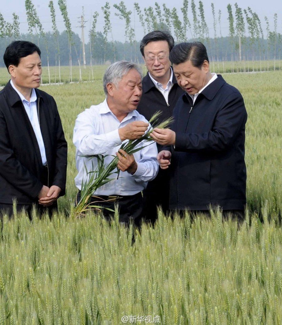 2014年5月，習(xí)近平總書(shū)記在河南省尉氏縣張市鎮(zhèn)高標(biāo)準(zhǔn)糧田察看小麥長(zhǎng)勢(shì)。
