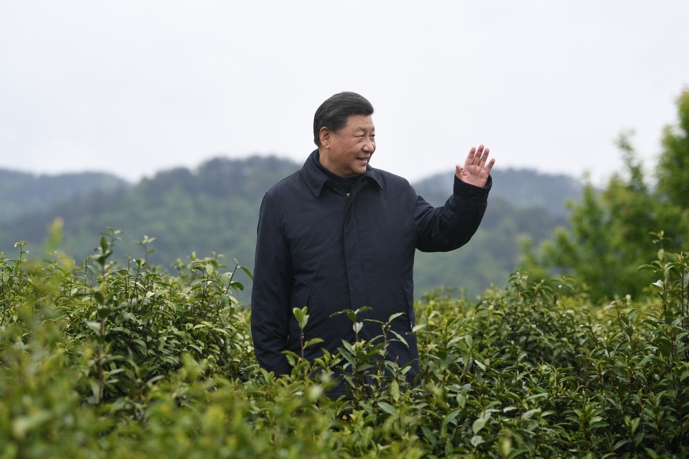 2020年4月21日，習(xí)近平總書記來到陜西安康市平利縣老縣鎮(zhèn)，在茶園考察脫貧攻堅(jiān)情況。新華社記者 燕雁 攝