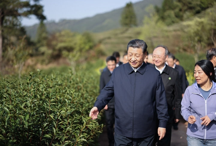 2021年3月22日，習(xí)近平總書記來到福建武夷山市星村鎮(zhèn)燕子窠生態(tài)茶園，察看春茶長勢，了解當(dāng)?shù)夭璁a(chǎn)業(yè)發(fā)展情況。新華社記者 王曄 攝