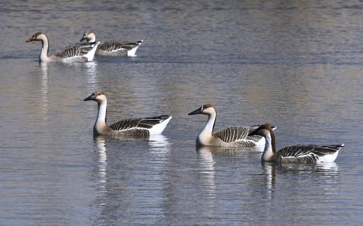 2025年2月23日，水鳥在北京中軸線延長(zhǎng)線上的奧林匹克森林公園的湖面上游弋。野生鳥類是生態(tài)環(huán)境的“晴雨表”和“監(jiān)考官”，它們的到來反映著一個(gè)地方生態(tài)環(huán)境的改善。